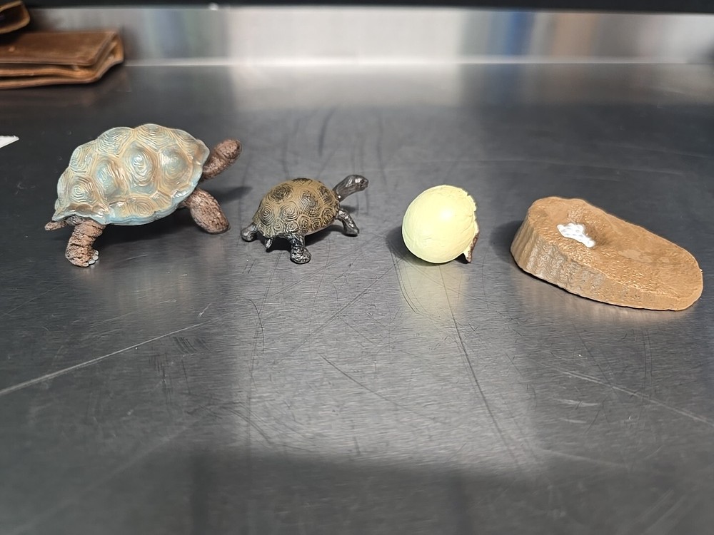 Tortoise Life Cycle Figure