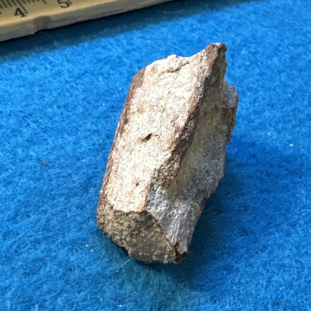 Spinosaurus Extinct Dinosaur Bone Fossil in Display Case