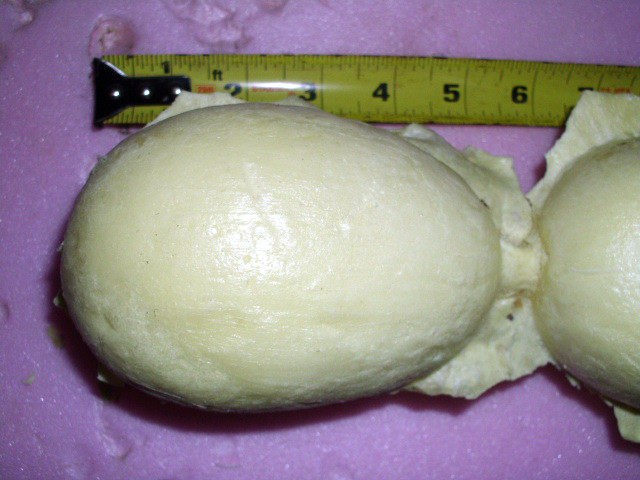 THREE SMALL DUCK BODY FOAM FORMS ( Bufflehead - Teal etc . )