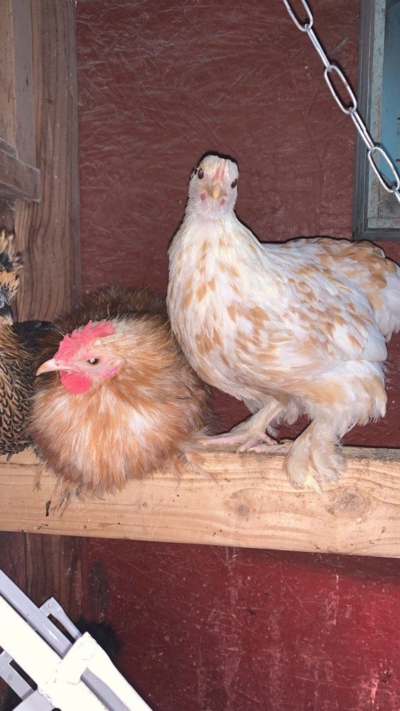 Bantam Cochin Eggs