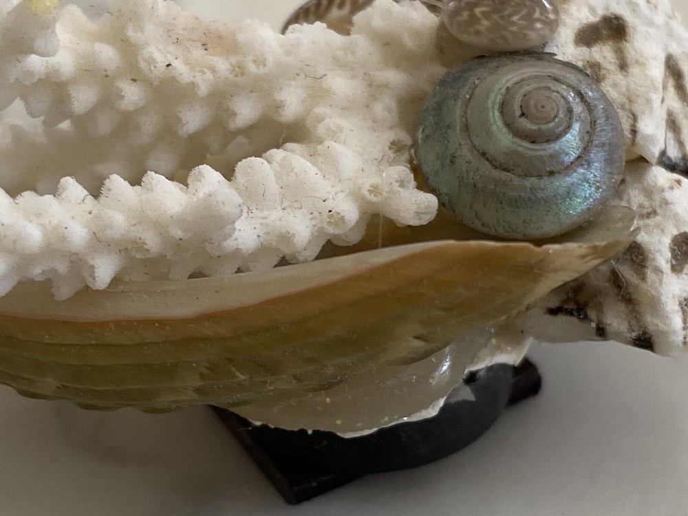 Florida Beach magnet coral shells seashell Sea Shell
