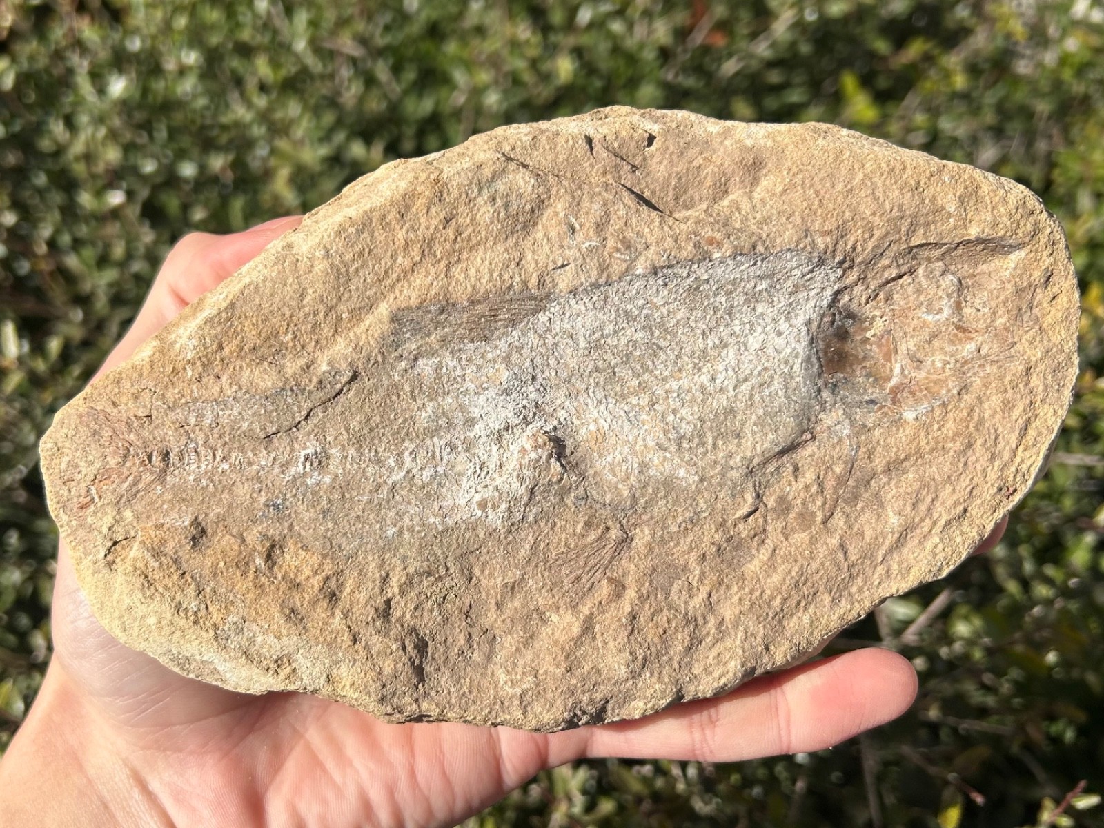Rhacolepis Fossil Fish Brazil Santana Formation Cretaceous Pachyrhizodontidae