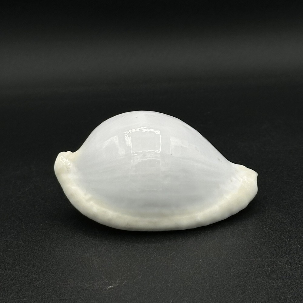 Pretty White Seashell 3 Inches Burnt Orange Inside