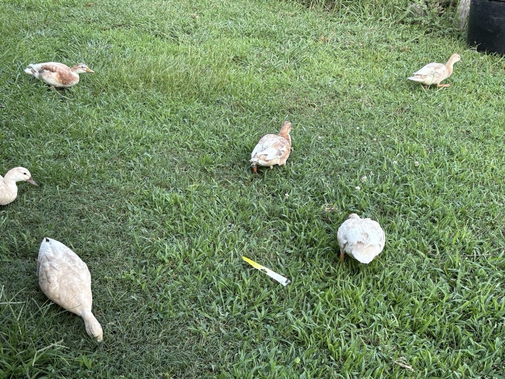 12 Pure Butterscotch Call duck hatching eggs