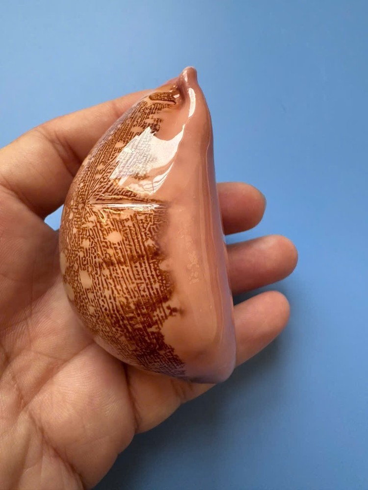 76mm | Cypraea Mappa | F+++ GEM| Rose base | Nice pattern