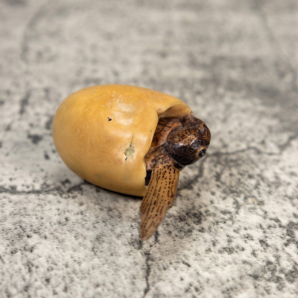 Sea Turtle Emerging From Egg Tagua Carving