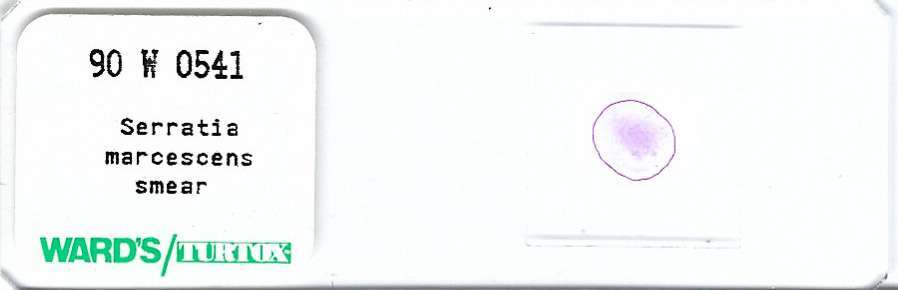 Serratia marcescens Smear Microscope Slide