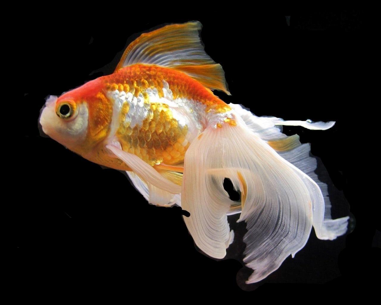 Goldfish Floating Pellets 1mm & 2mm - Goldfish and Small Koi - Color Enhancing