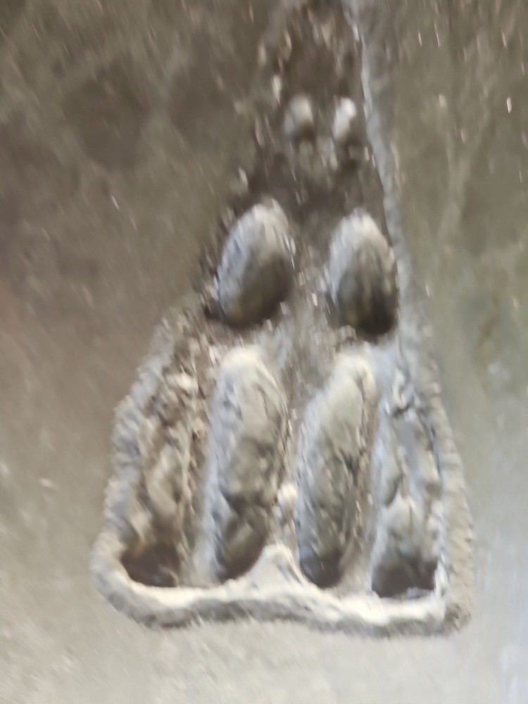 NOTHOSAURUS Skull Rare The Matrix