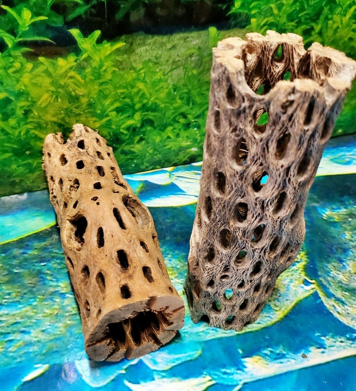 2 pcs of 6" inch TEDDY BEAR CHOLLA Wood Cactus | Aquarium, Terrarium Cave Tunnel