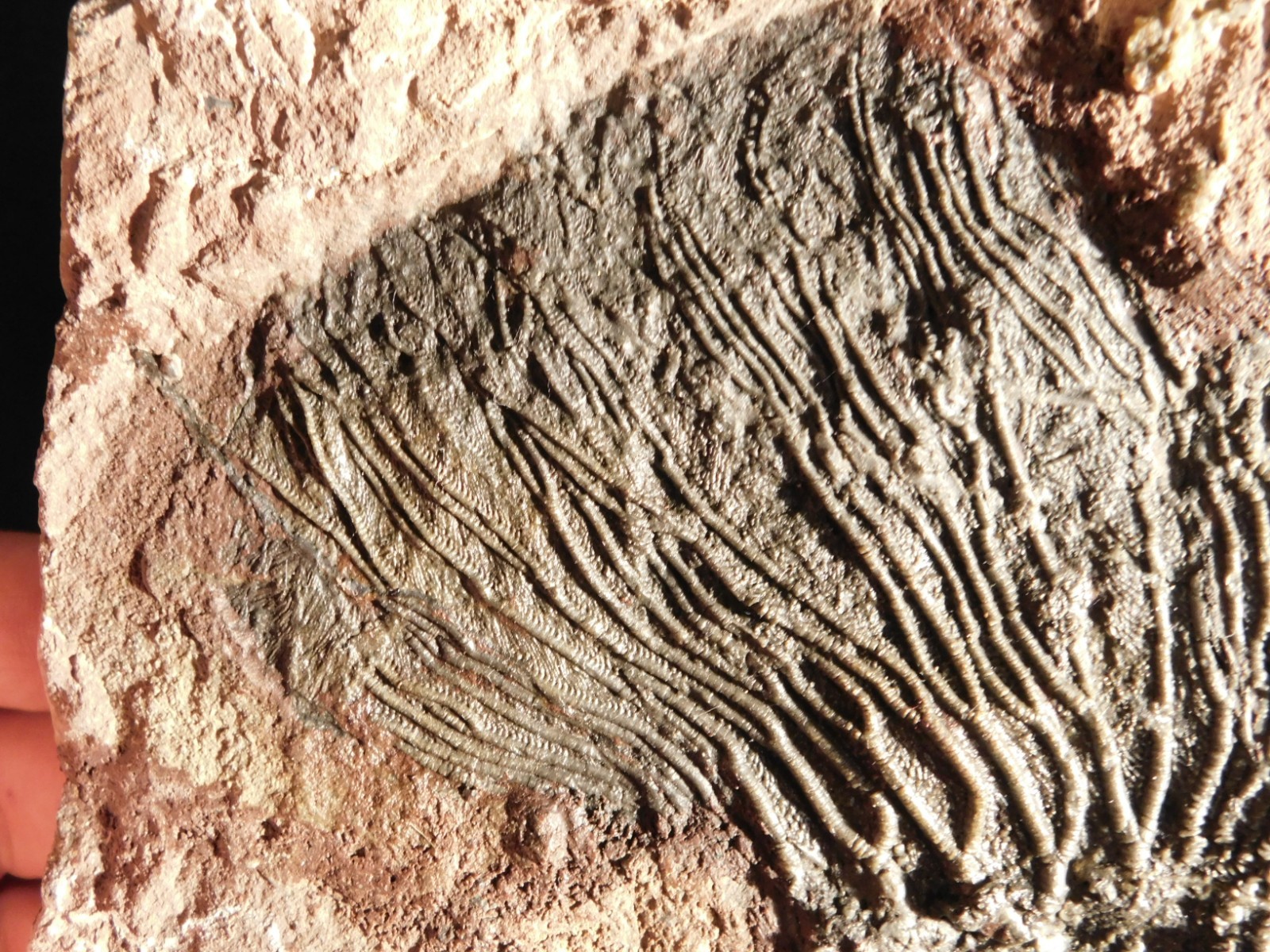 TWO BIG! 430 Million Year Old! CRINOID Fossils or Sea LILY Fossil Morocco 1565gr