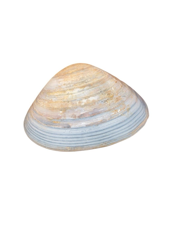 Vtg Seashells (2) Big