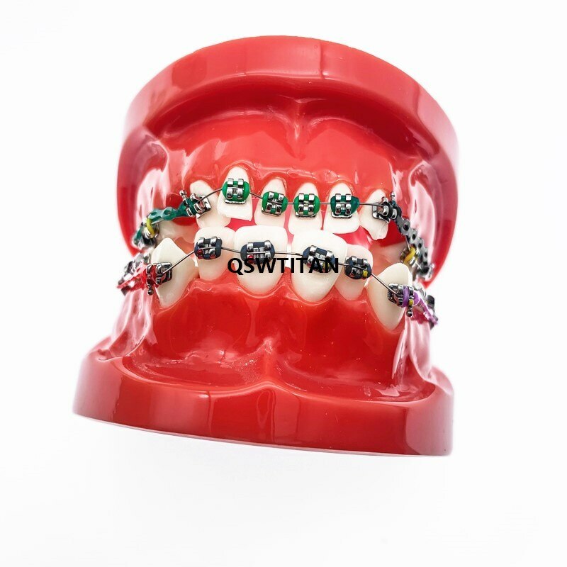 Dental Orthodontic Model Teaching teeth model For Teaching demonstrating model