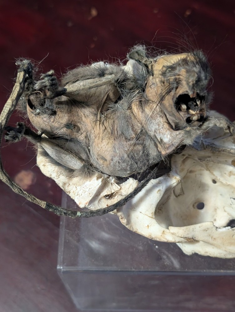 Mummified Rat ( Full Skeleton) Stand Included