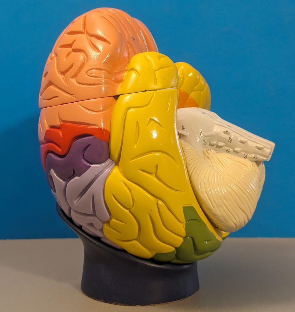 Denoyer Geppert Anatomical Brain Model - Anatomy Education Science Lab - *Read