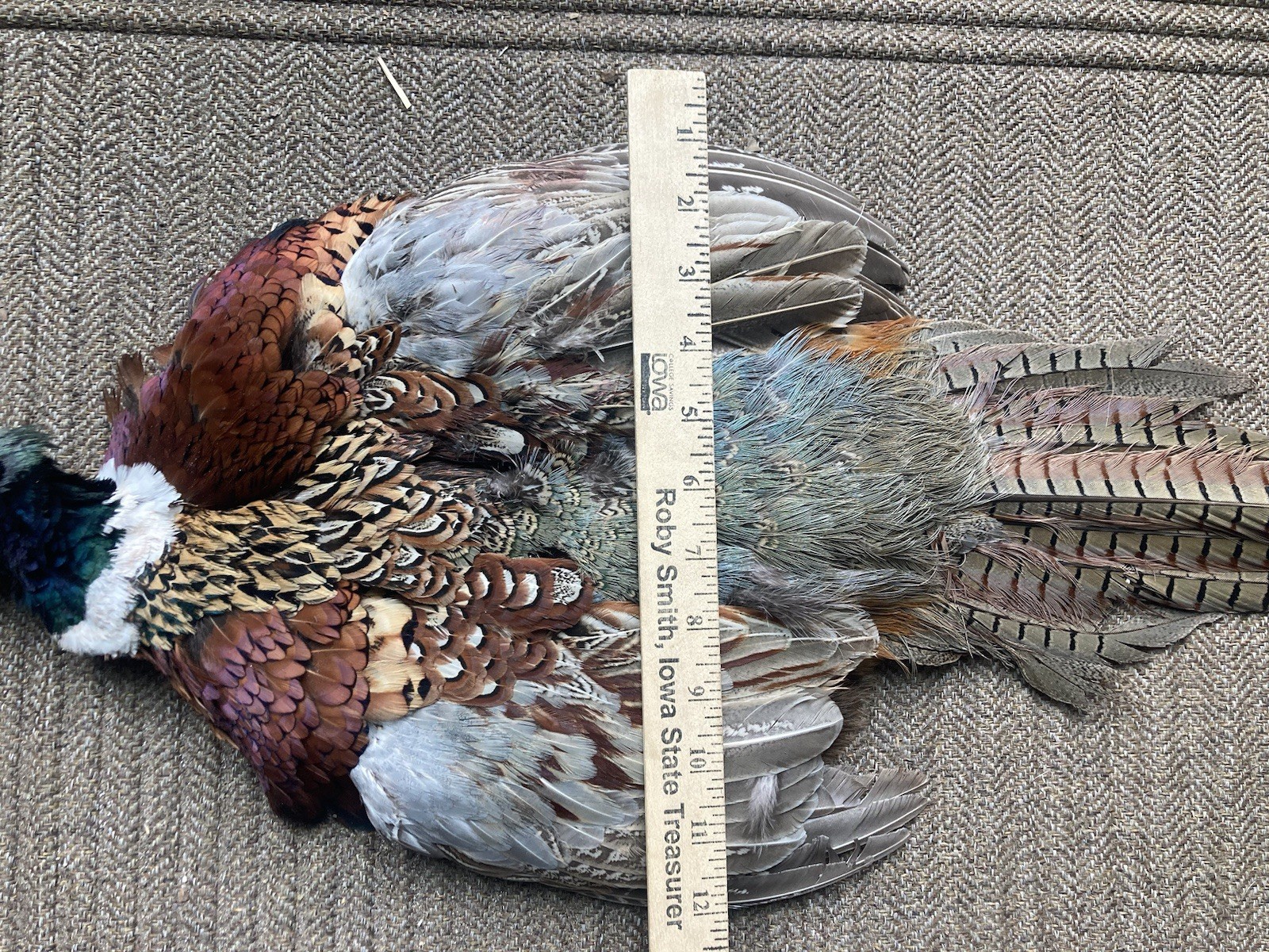 Rooster RINGNECK PHEASANT SKIN 2 Wings Tail Feathers Wall Art Taxidermy Man Cave