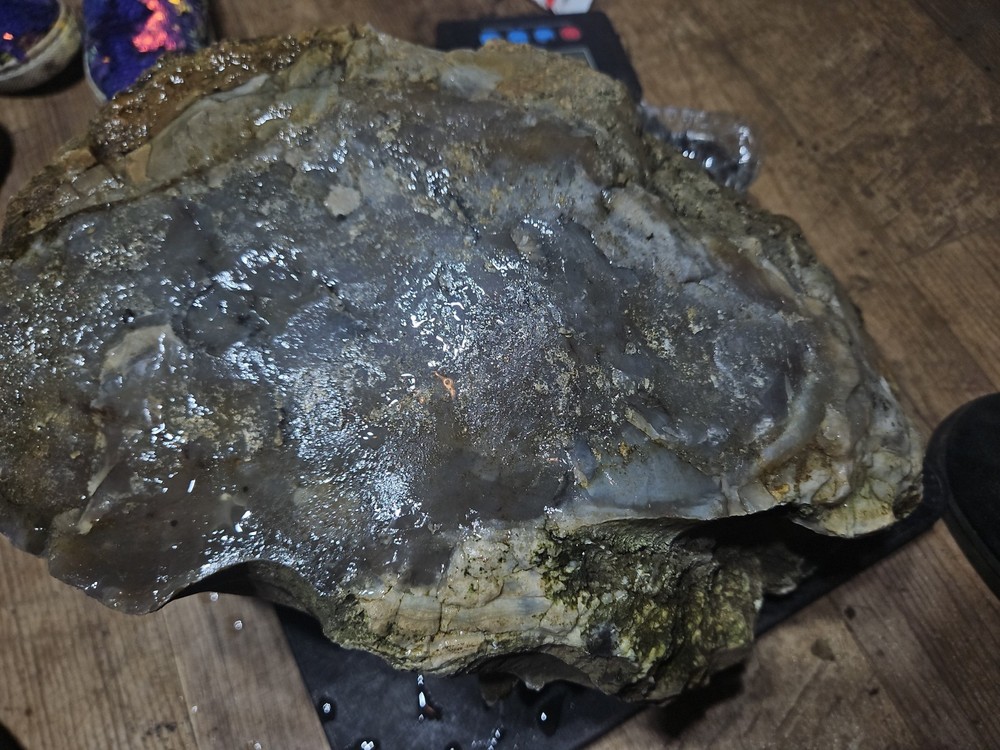 Petrified Palm Tree Root Specimen (36lbs 12oz)