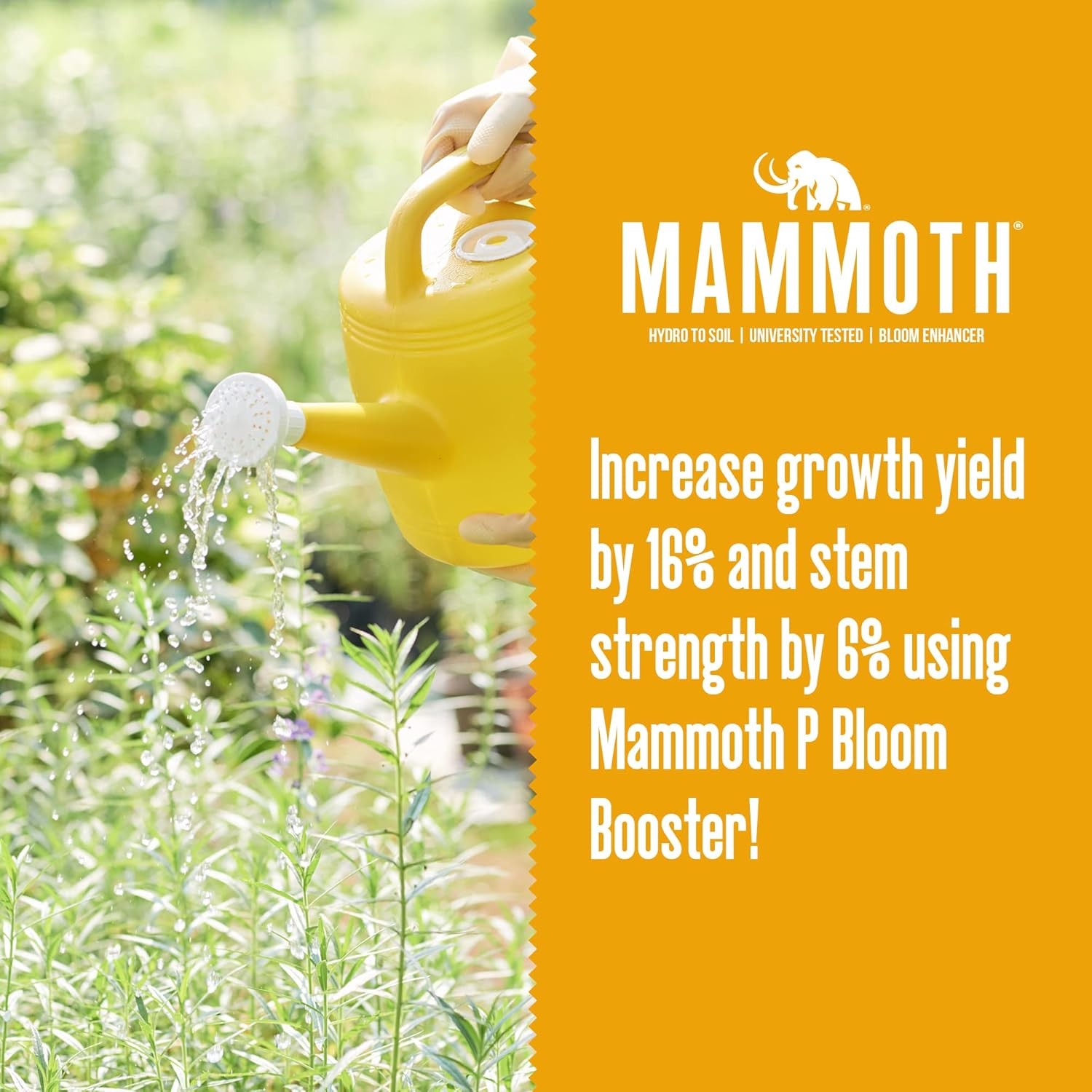 Mammoth P Microbes Concentrated Organic Bloom Booster - 250ml