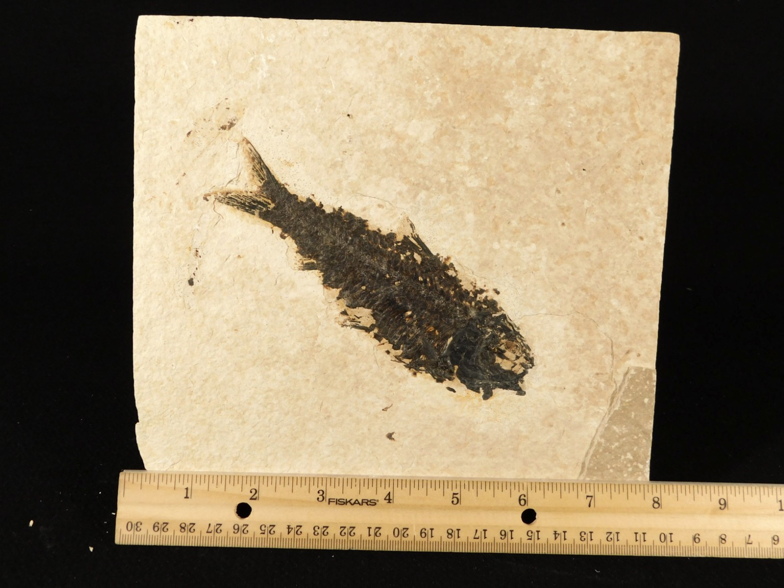 Larger! 50 Million Year Old Knightia FISH Fossil on Big Matrix Wyoming 721gr