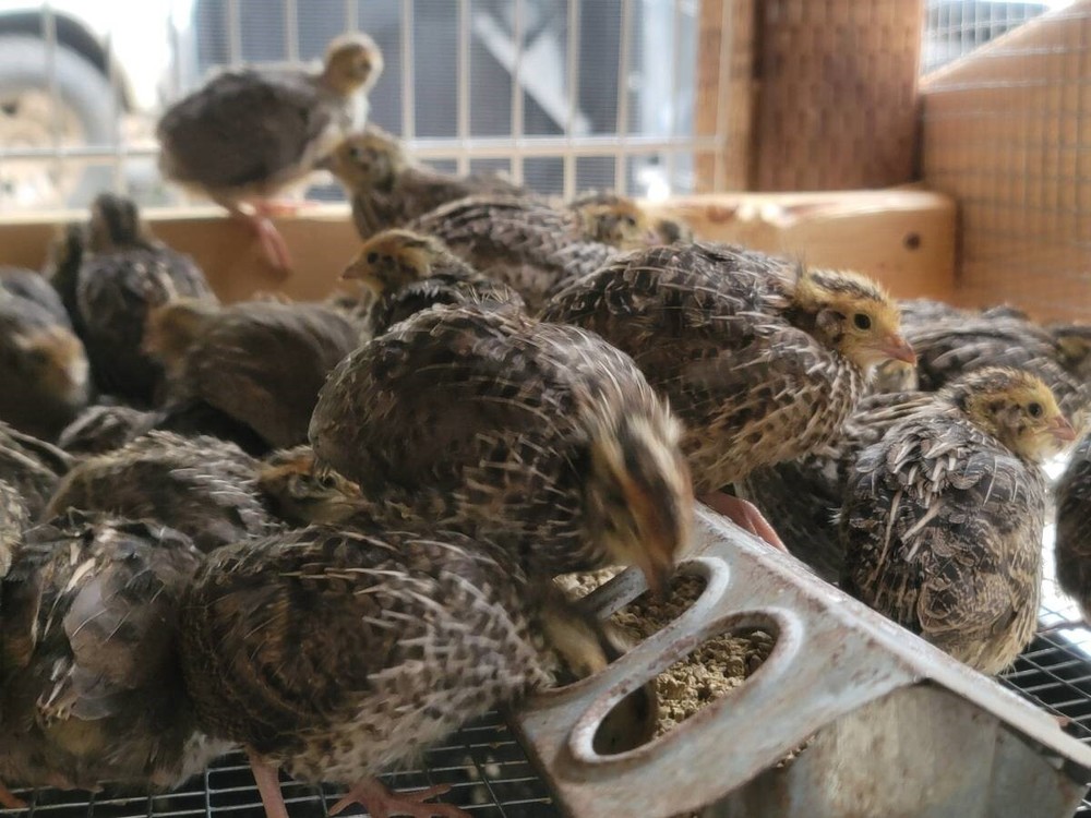 100+Fertile Fresh Coturnix Quail Hatching Eggs