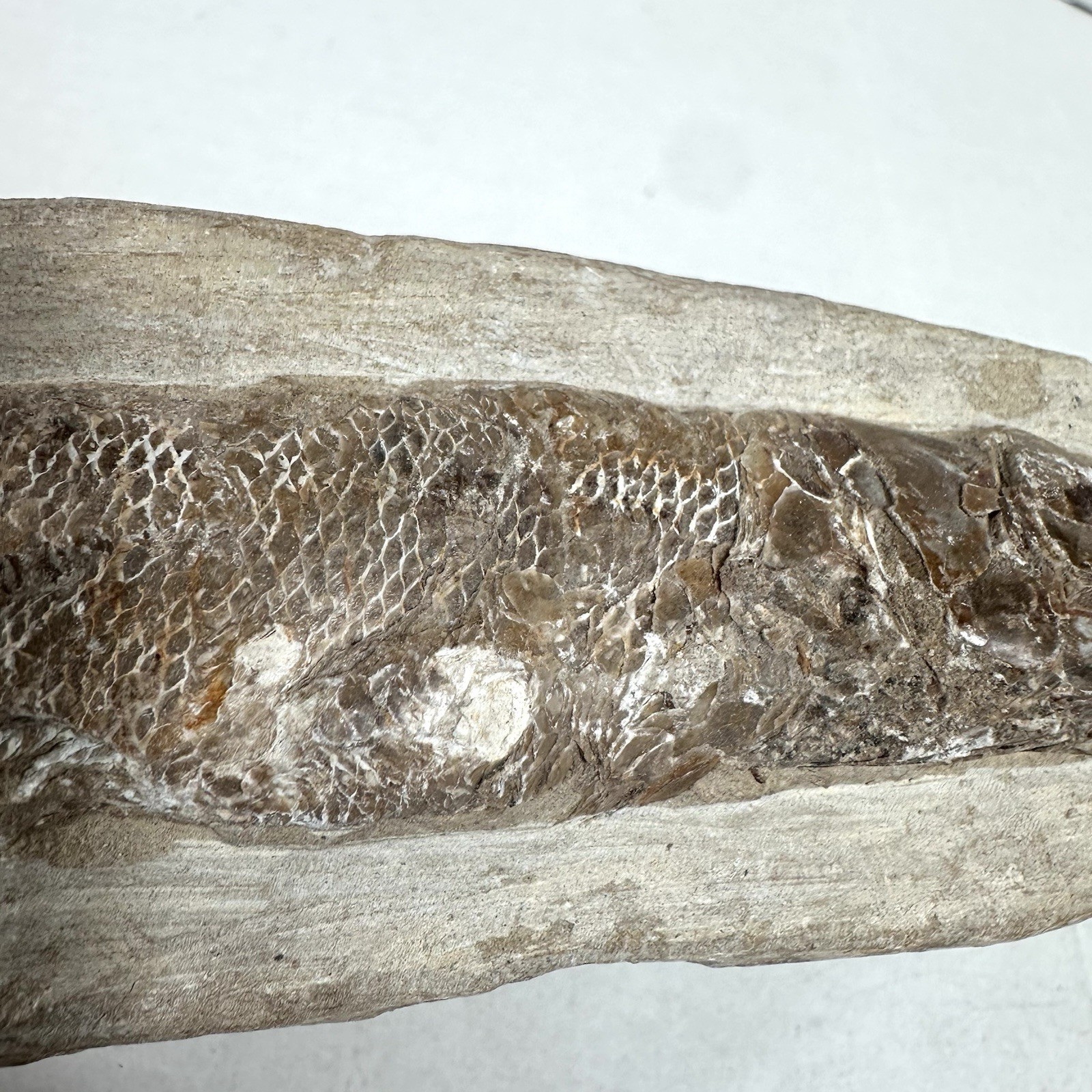 Fossil Fish Encased In Stone Rock Fossilized 6”
