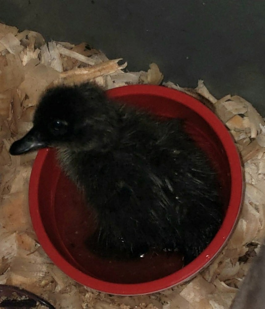 4+ Cayuga Duck Hatching Eggs Pure Breed 😍 Plus Free Gift