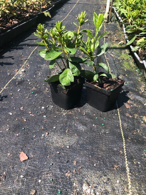 10- Delaware Valley White Azalea