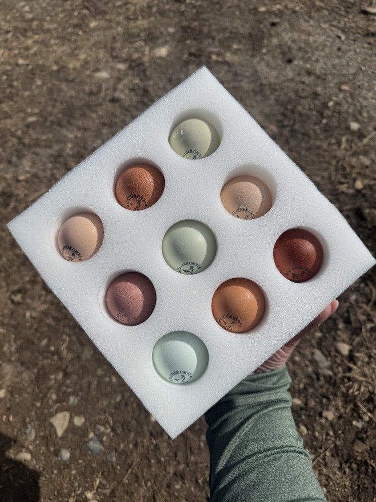 6+ Organically Raised Fertile Easter Egger Chicken Hatching Eggs