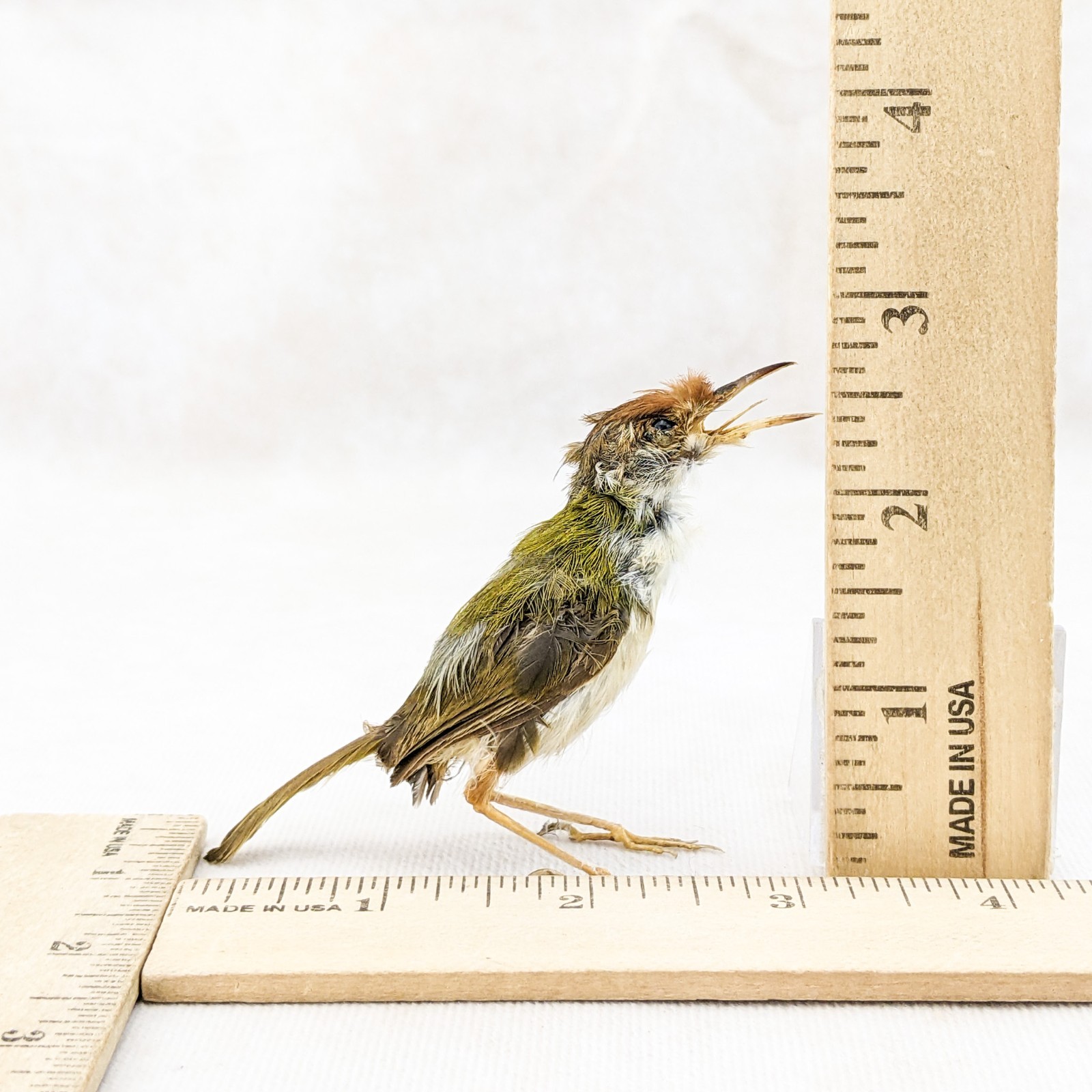 Ashy Tailor bird taxidermy Orthotomus ruficeps Bird Specimen oddities gift decor