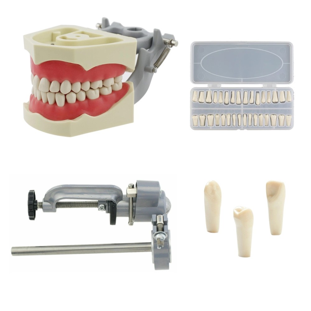 Columbia Dentoform 860 Dental Typodont Model 32pcs Removable Teeth Mounting Pole