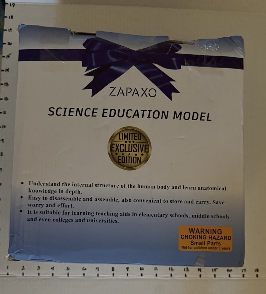 Human Anatomy Science Education Model Set