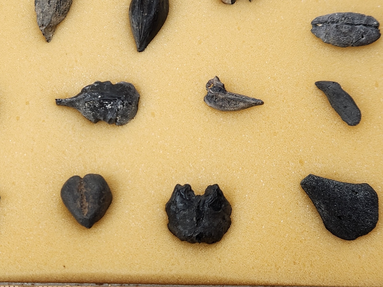 Fish Swim Bladder Fossil - Florida - 1 Per Purchase