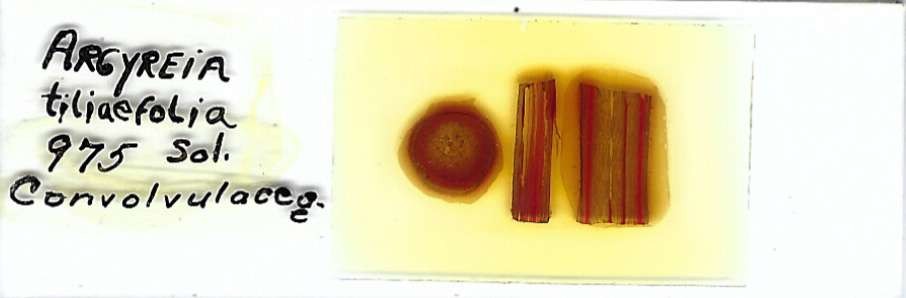 Argyreia tiliaefolia Microscope Slide