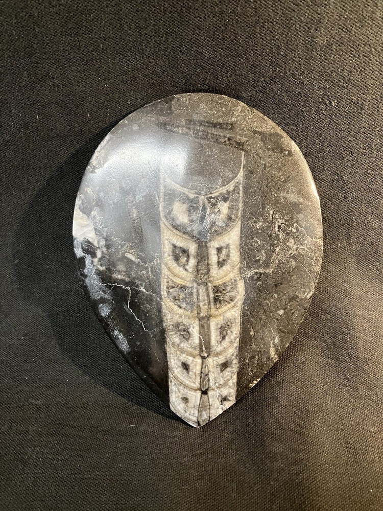 Fossil, Primitive Cuttlefish,Morocco. Polished.