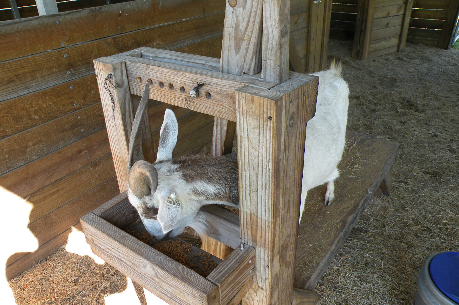 Dansha Farms™ Vacuum Goat and Sheep Milker Hand Milking Machine 1/2 Gal 1 teat