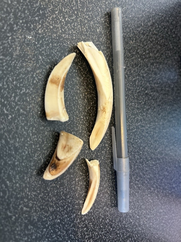 Boar Teeth For Carving