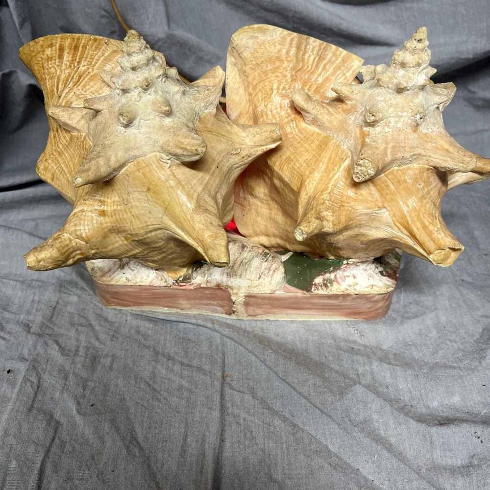 Handmade Sea Shell Display With Light