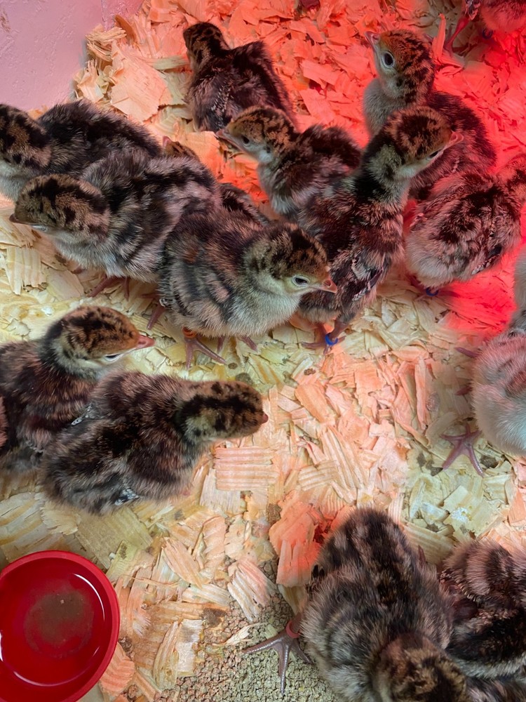 Osceola Turkey Hatching Eggs (One Dozen)