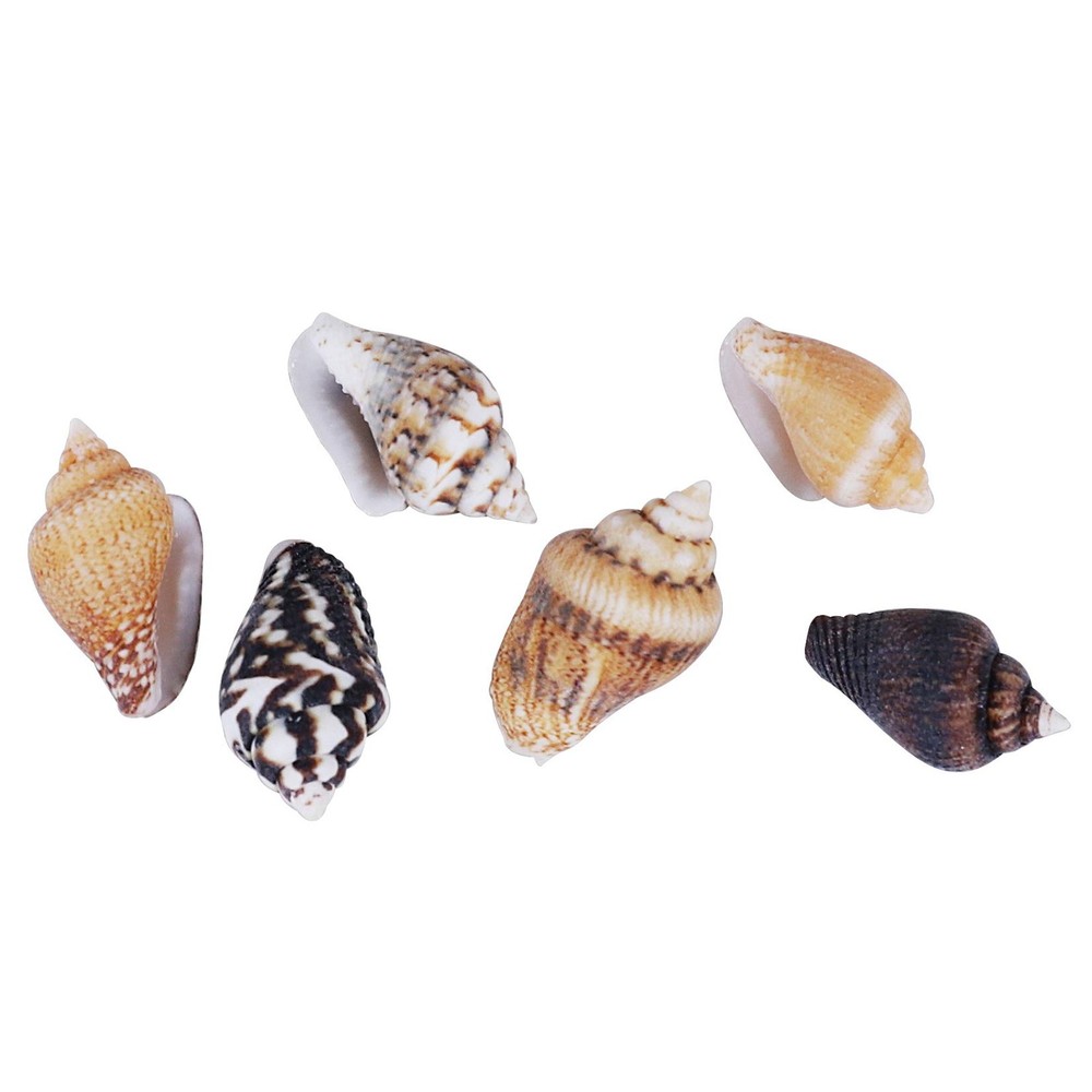 2000 PCS Tiny Mini Small Sea Shells for Crafting Spiral Conch Shells for Crafts
