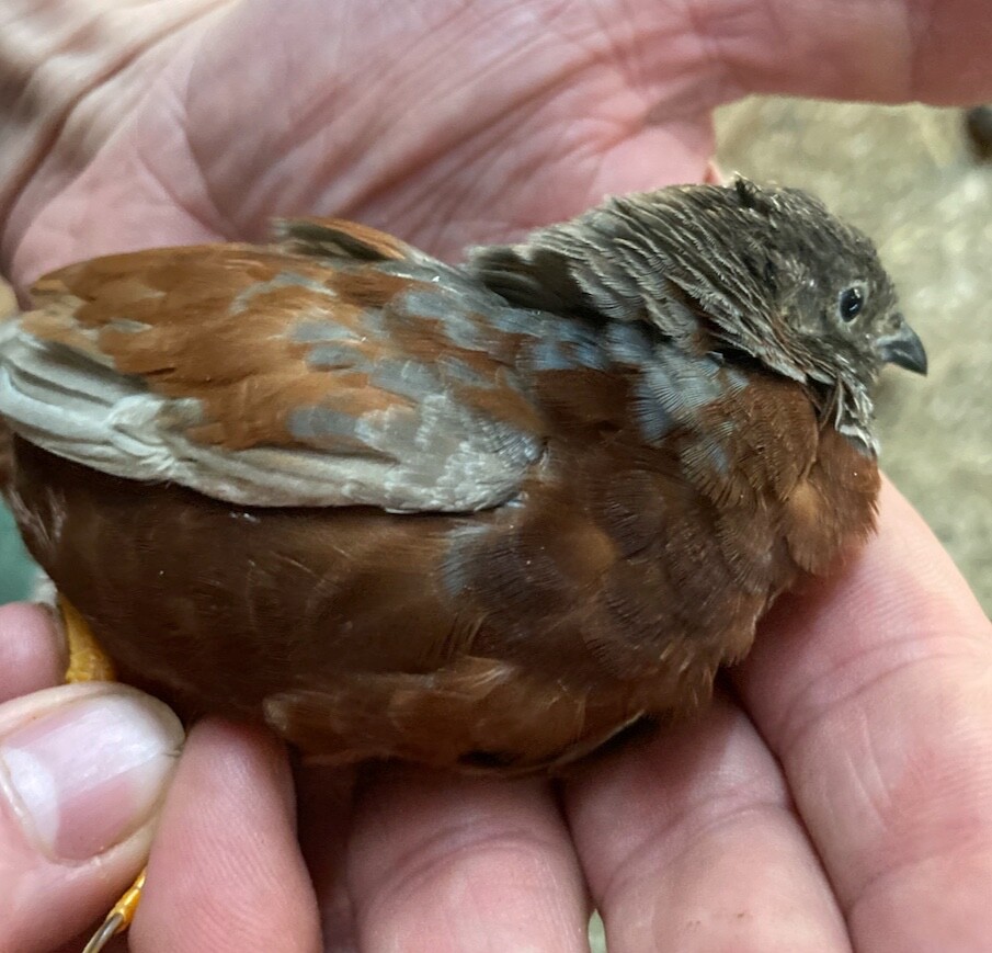 20 BLue Face Only BUTTON QUAIL EGGS These ship USPS PRIORITY READ ALL