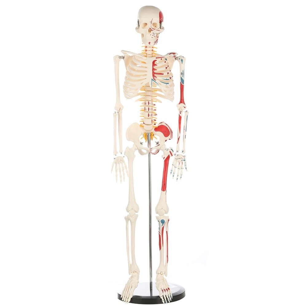 Articulated 33" Human Skeleton Model - Scientific Study, Numbered Muscle Points