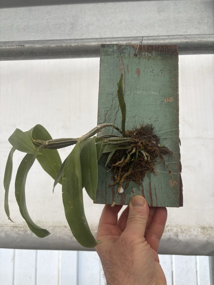Dendrobium farmeri x thyrsiflorum - Mounted