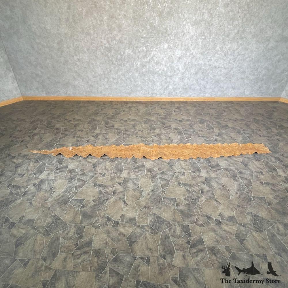 #26283 E | African Rock Python Snake Skin Rug Mount For Sale