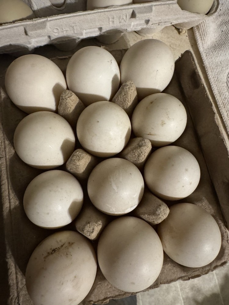 Fertile Cayuga Duck Hatching Eggs 12+ Pack