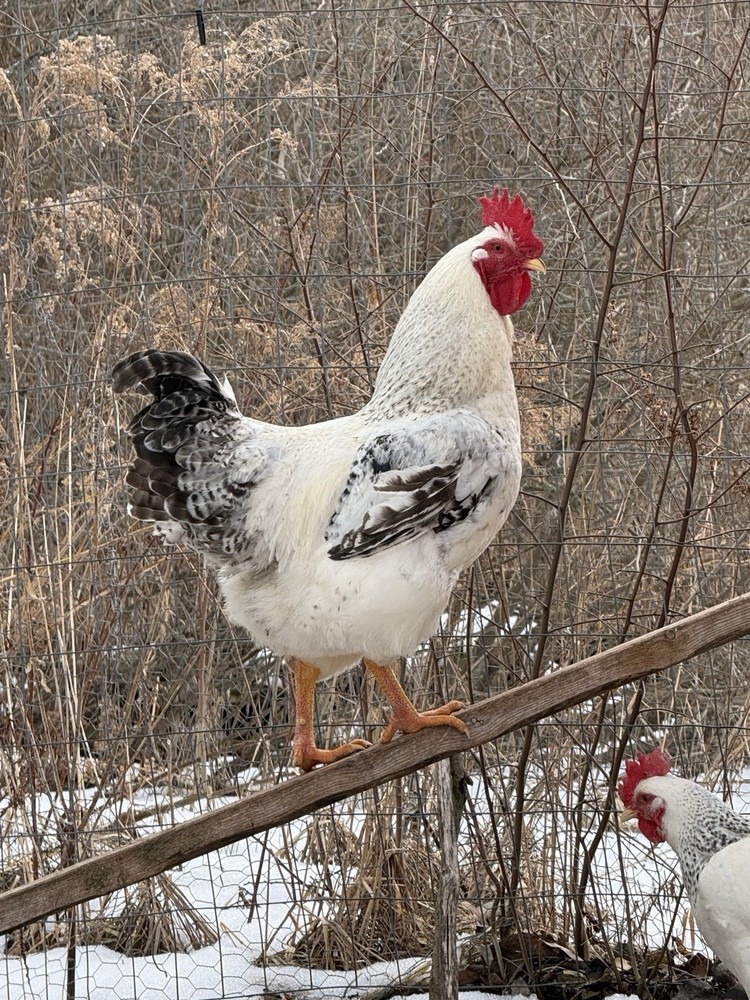 6 Delaware Broiler Chicken Hatching Eggs