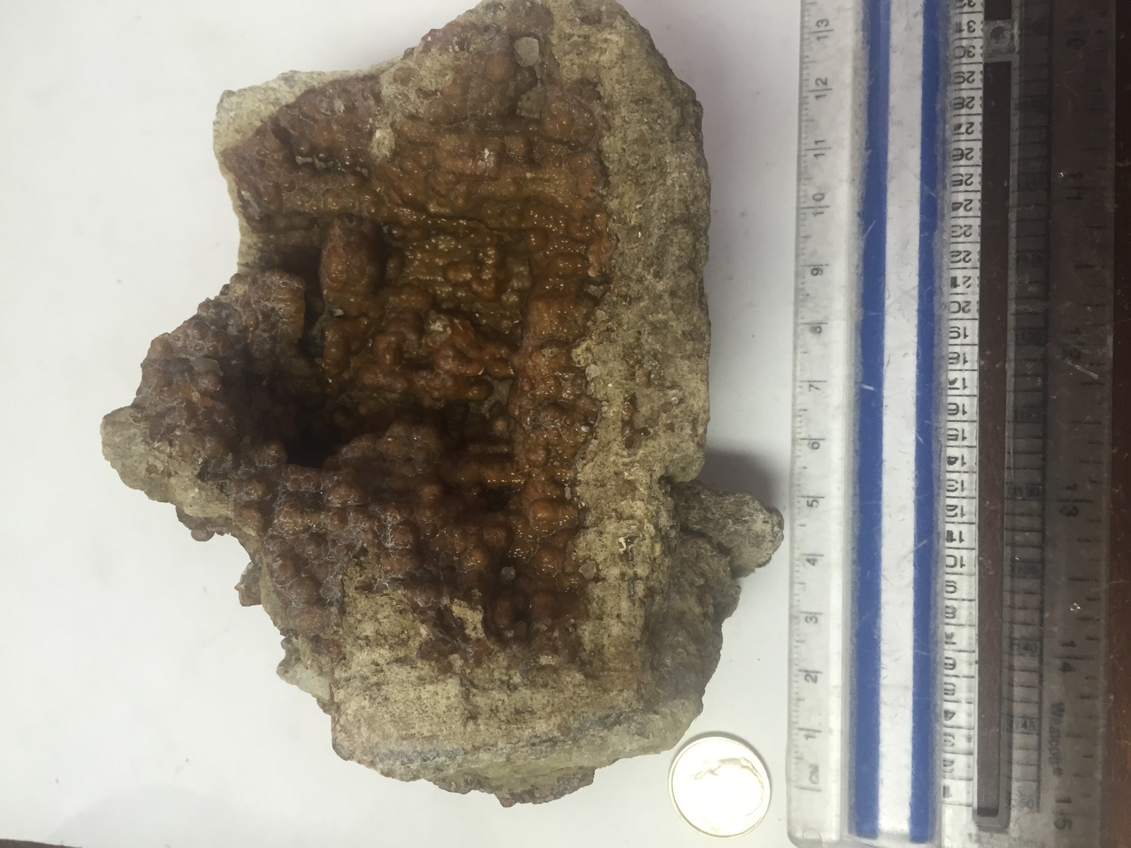 Big 1lb Fossilized Coral Botryoidal Specimen Peace River FL