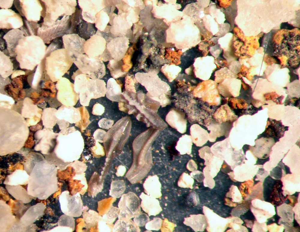 Mississippian Conodont microfossil matrix sample Chappel Limestone Super Rich