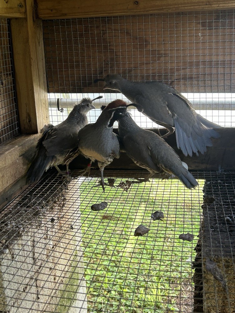 4 Gamble Quail Hatching Eggs