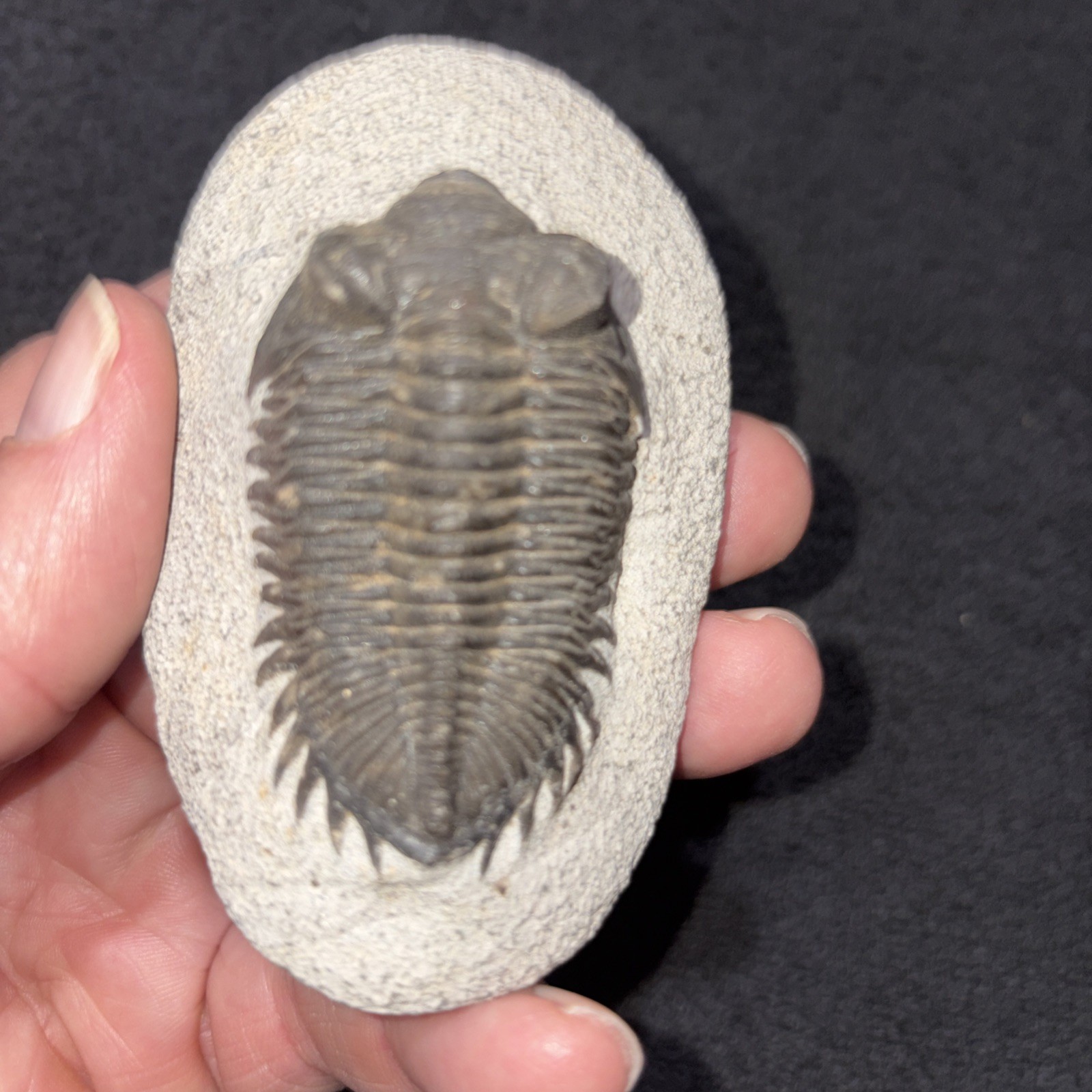 Coltraneia (Trevoropyge)) Trilobite Huge Eyes 2 1/4 Inches Pretty Specimen Devon