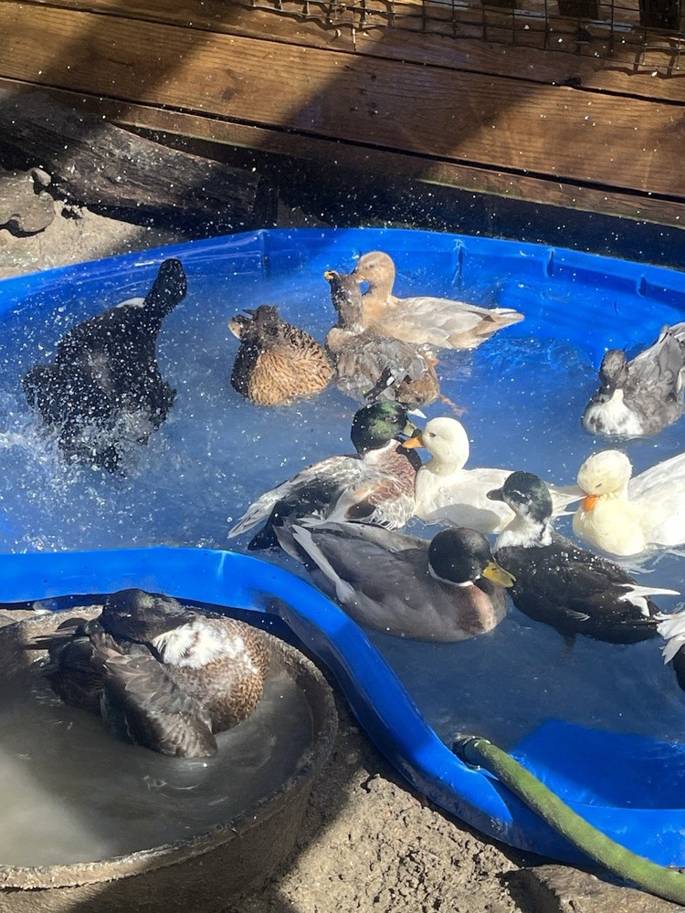 12 Call Duck Hatching Eggs.